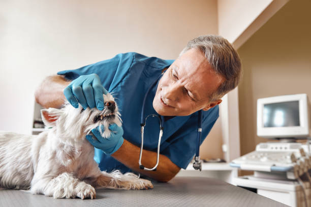 Best Emergency Wisdom Teeth Removal in Ives Estates, FL